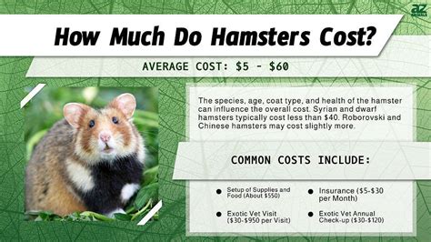 buy a hamster|More.